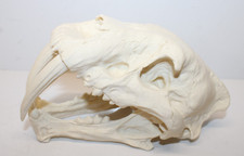 3D Printed Miniature Mini Sabretooth Tiger Skull Replica picture