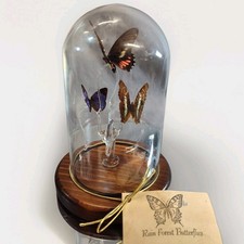 Vtg Brazilian Taxidermy Butterfly Glass Cloche Dome Real Insect Oddities Display picture
