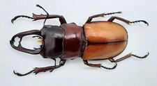 Lucanidae, Wallacealucanus (Odontolabis) alexandrae, A1, 31mm, #LU605 picture