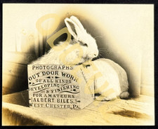 1910s Albert Biles Photo Studio Advertising RPPC postcard West Chester PA rabbit picture