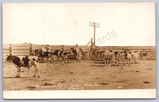 K35/ Gilberts Illinois RPPC Postcard c1910 Dorsey Cattle Stock Farm 174 picture