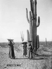 Old West Photo/1907 MARICOPPA WOMEN GATHERING CACTUS FRUIT/4x6 B&W Photo Reprint picture