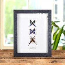 Neotropical Metalmark Butterfly trio In Box Frame (Rhetus arcius, dysoni & Lampr picture