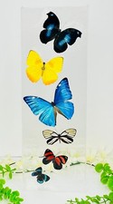 Real Butterflies 6 with Blue Morpho Adonis in Acrylic case picture