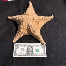 Extra Large 11” Real Dried Starfish Specimen - Cushion Sea Star - Beach Decor picture