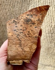 1.2 lb Biggs Picture Jasper Lapidary Rough Cut from Biggs, Oregon picture