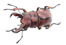 Lucanidae, Homoderus gladiator, Kenya, A1, 36mm, #LM176 picture