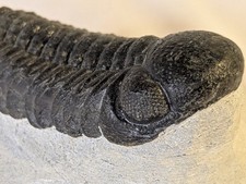 Large 2.75