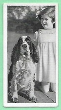 1936 Carreras Dogs & Friend #23 SPRINGER SPANIEL Tobacco Cigarette Photo Card⭐ picture