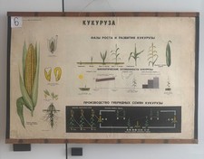 RARE Vintage USSR Agriculture Biology Wall Chart Corn Maize Hybrid Seeds 1966 picture