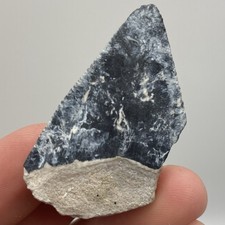 Great White Shark Tooth Fossil Ultra Rare Bone Valley Blue 1.86” picture