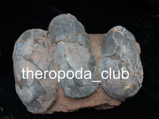 Beautiful Oviraptor Dinosaur Egg Nest — Three-Egg Fossil Cluster picture
