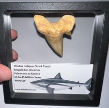 OTODUS OBLIQUUS Fossil Shark Tooth Lot 2+ IN MEGALODON ANCESTOR One Per Order picture