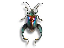 Rainbow Chrysomelidae Sagra buqueti PAIR Beetle Insect Bug Unmounted in USA picture