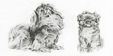 Pekingese