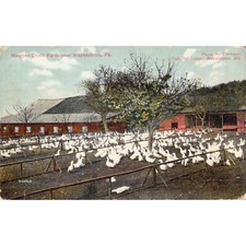 Postcard Mentzer Duck Farm Near Waynesboro PA Phreaner Unposted Vtg picture