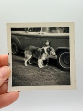 Vintage 1966 Boy & His Dog Snapshot Collie Lassie Pet Adorable Found Photo picture
