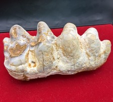 Museum Quality Platybeledon Tooth Fossil - Ultra Rare Top Quality Fossil picture