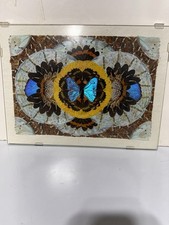 Pair Real Butterfly Wing Art Morpho Framed Wall Decor 16x12 – 2 Pieces picture