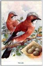 VINTAGE POSTCARD RAPHAEL TUCK & SONS BRITISH BIRDS & THEIR EGGS THE JAY picture