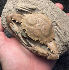 Exceptional Charybdis Fossil Crab – Complete, Highly Detailed, Indonesia ✅ picture