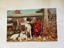 Two Dogs Animals Postcard Antique Postcard picture