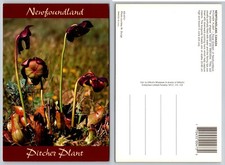 Newfoundland Pitcher Plant Postcard - Canada Floral Emblem W. Sturge Photo picture