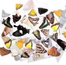 50 BUTTERFLIES MOTHS UNMOUNTED WINGS CLOSED WHOLESALE LOT MIX COLLECTION picture