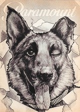 Two Page Article on RIN-TIN-TIN - Dog Movie Star - 5 x 7 inch Reprint picture