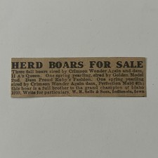 WM Sells & Sons Herd Boars For Sale Indianola IA 1912 Clipping TAJ5-S17 picture