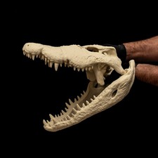 Large Crocodile Skull Replica 16in Reptile Anatomy Model Separate Jaw Decor picture
