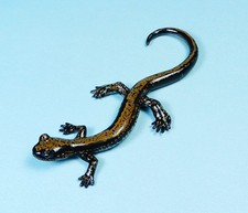 Kaiyodo Animatales Animal in Japan Choco Q Japanese clawed salamander Figure picture