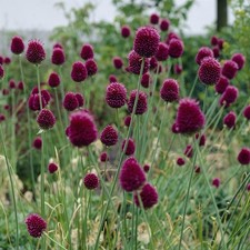 Drumstick Allium 30 Seeds (Allium sphaerocephalon) – Hardy Ornamental Perennial picture