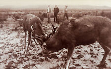 Vintage c. 1950's 2 Bucks Locked Horns Antlers Deer picture