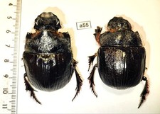 Scarabaeidae, Heliocopris gigas Egypt female + male A1 (Pair) Beetles a52 picture