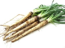 Salsify Seeds - 50 Count Pack, Non-GMO Root Vegetable with Edible Leaves picture