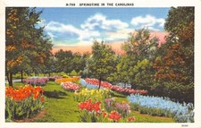 Postcard NC: Springtime in the Carolinas, Flowers, Vintage Linen, Unposted picture