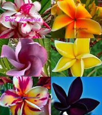 Frangipani Cutting Of Plumeria /Flowers/ 6 Mixeds 8- 12 Inches picture