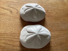 Genuine Pair Of XL Sea Biscuits Salt Water Shells picture