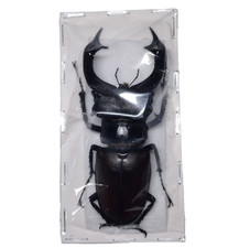 Rare LUCANIDAE Lucanus cervus cervus - FRANCE - A1 Male 80mm giant rare size picture