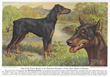 Doberman Pinscher - CUSTOM MATTED - 1941 Vintage Color Dog Art Print picture