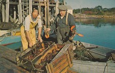 Live Maine Lobsters ME This Is The Way We Bring Them In Postcard C24 picture