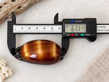 Mole Cowrie Shell 61mm Natural Cypraea Talpa Brown Gold Collector Seashell picture
