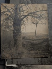 Vintage Silver Gelatin Landscape Photographs Lot 3 Trees Mountains Description picture