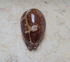 F Cypraea mappa rosea red sea shell singularis 82mm F++ WOW great pattern rare picture