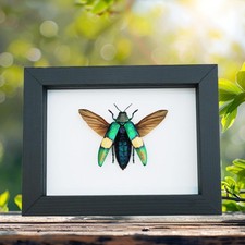 Chrysochroa saundersii Flying Metallic Jewel Beetle Framed Classic Black Display picture