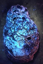 Fluorescent Calcite Aragonite UV Reactive Ice Age Crassostrea Virginica Fossil picture
