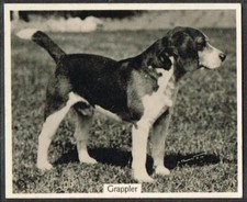 92, Dog - Beagle, Tobacco Card, 1938 John Sinclair - Champion Dogs, #27 picture