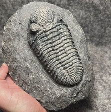 Drotops megalomanicus Trilobite Fossil – Large Collector Specimen ✅ picture