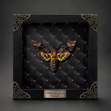 Death Moth Taxidermy Framed Real Death Head Moth Acherontia Skull Specimen picture